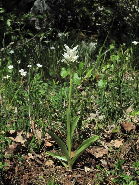 Orchis simia
